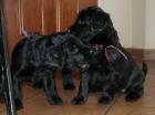 Briard Berger de Brie Welpenangebot