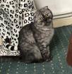 Scottish Fold Dame Betty 17. 8. 22 geb.